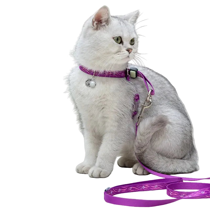 A white cat wearing a purple collar and matching purple harness with a leash, photographed on a plain white background.