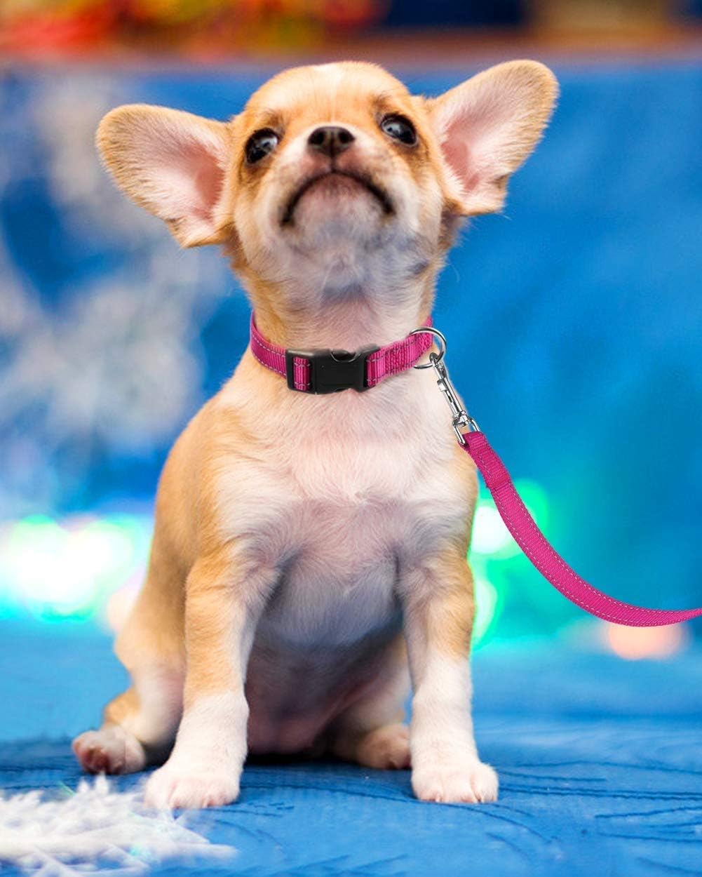 Adjustable Reflective Nylon Webbing Dog Collar Pink