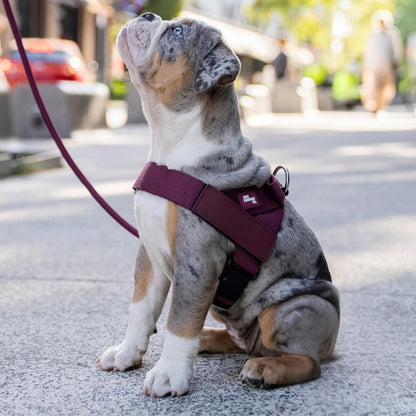 Adjustable Webbing Dog Vest Harness Solid Dark Red