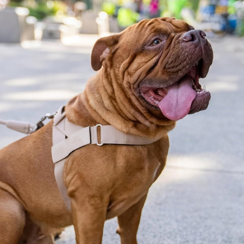 Adjustable Webbing Dog Vest Harness with Metal Ring Brown