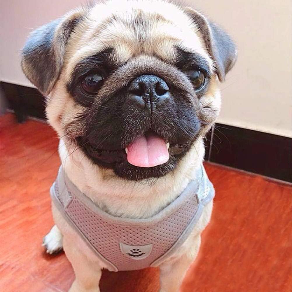 Breathable Mesh Dog Vest Harness and Leash Set Grey
