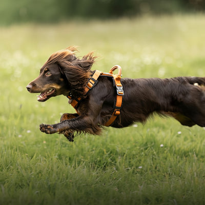 Dog running in a field with