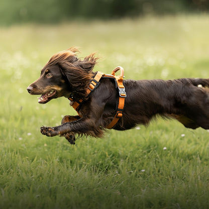 Dog running in a field with